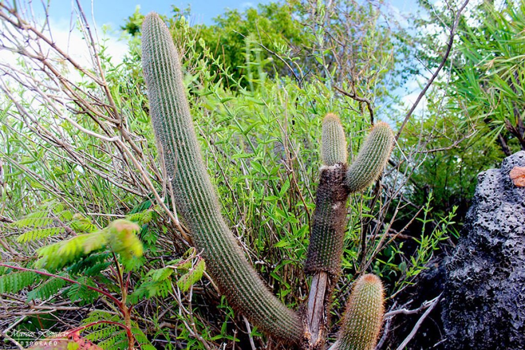 Cactus Vegetação Caatinga e Cerrado de Paramirim
