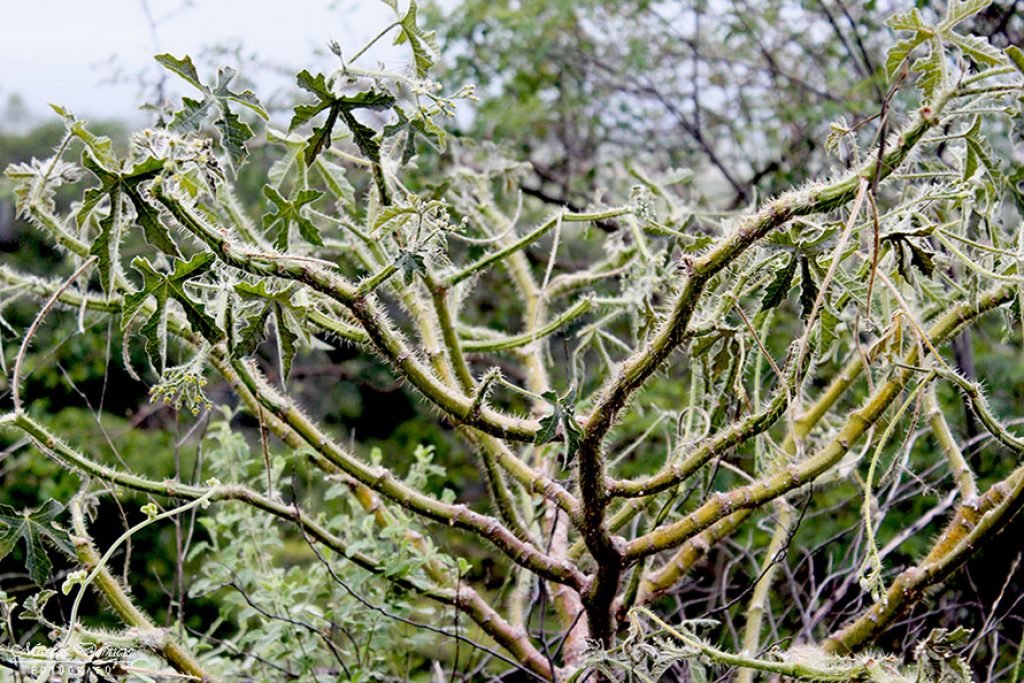 Cansanção Vegetação Caatinga e Cerrado de Paramirim