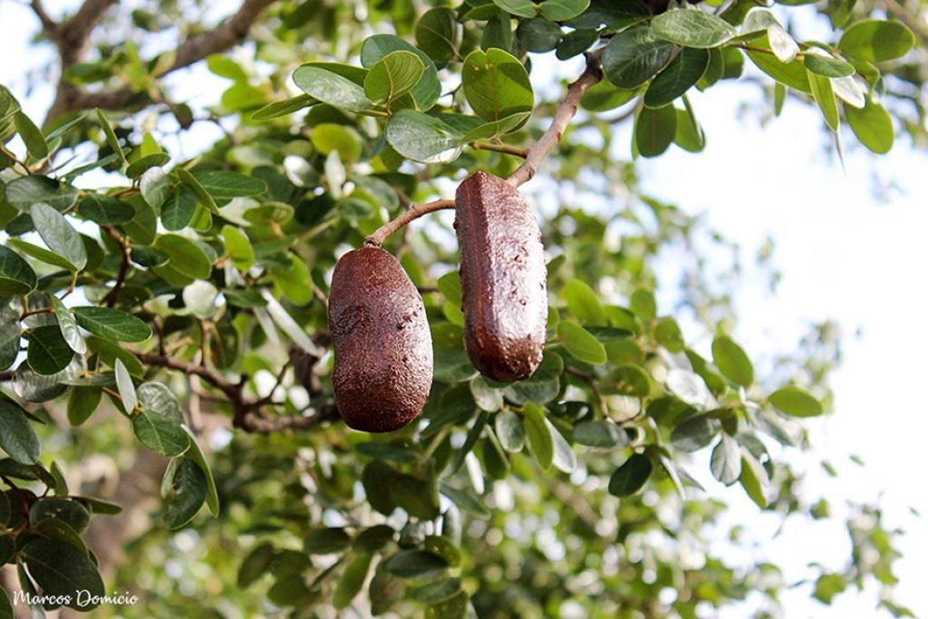 Jatobá Vegetação Caatinga e Cerrado de Paramirim