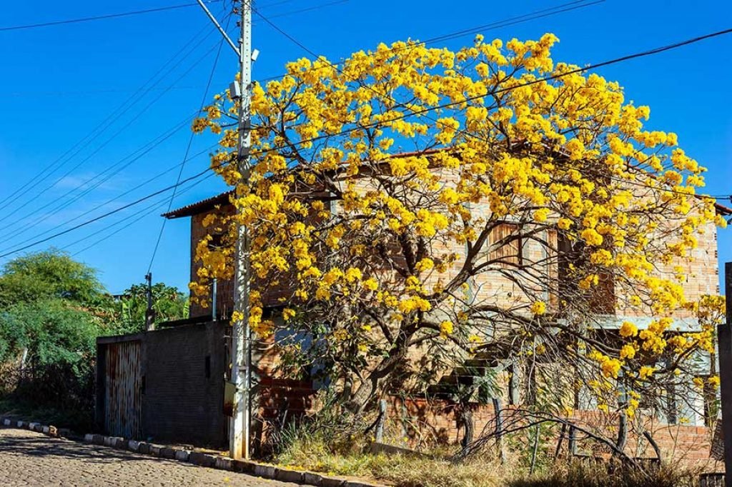 Ipê Amarelo, avenida Leopoldo, Paramirim
