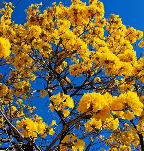 Início da Primavera em Paramirim