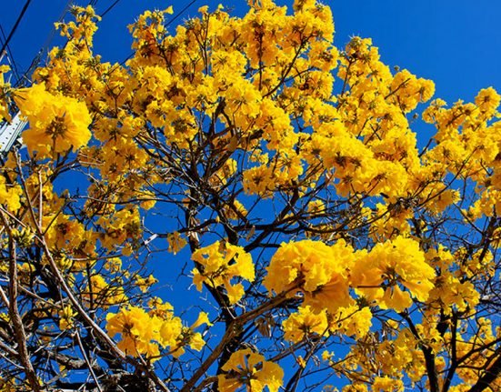 Início da Primavera em Paramirim