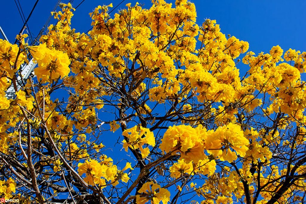 Início da Primavera em Paramirim