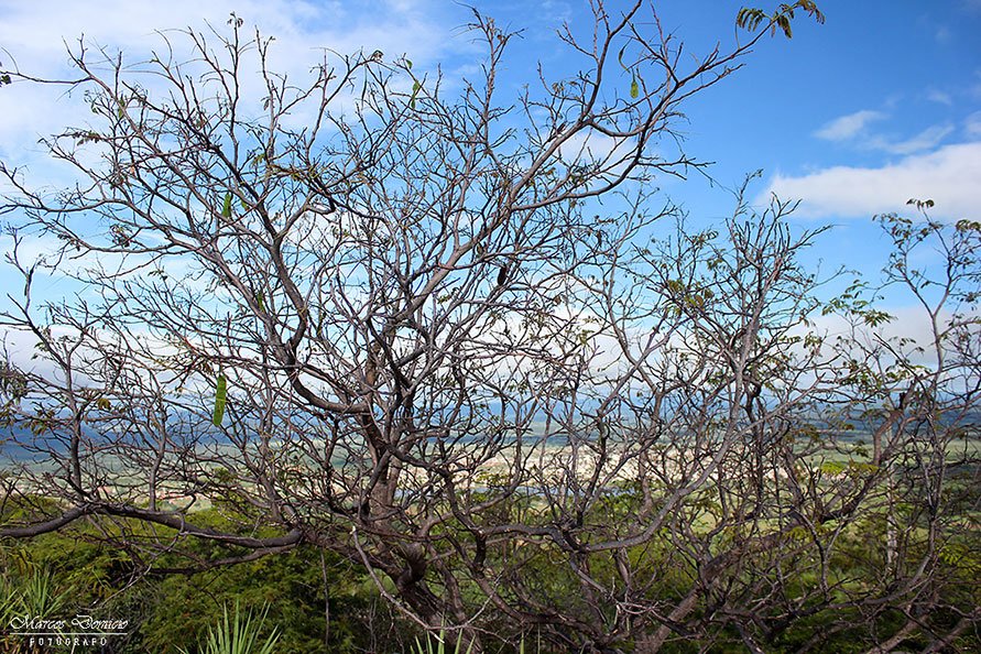 Vegetação Caatinga e Cerrado de Paramirim