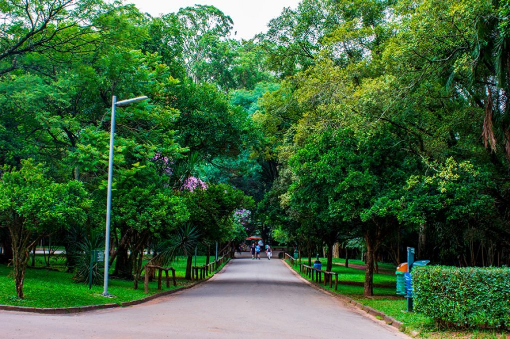 Árvores do bosque do Parque Ibirapuera