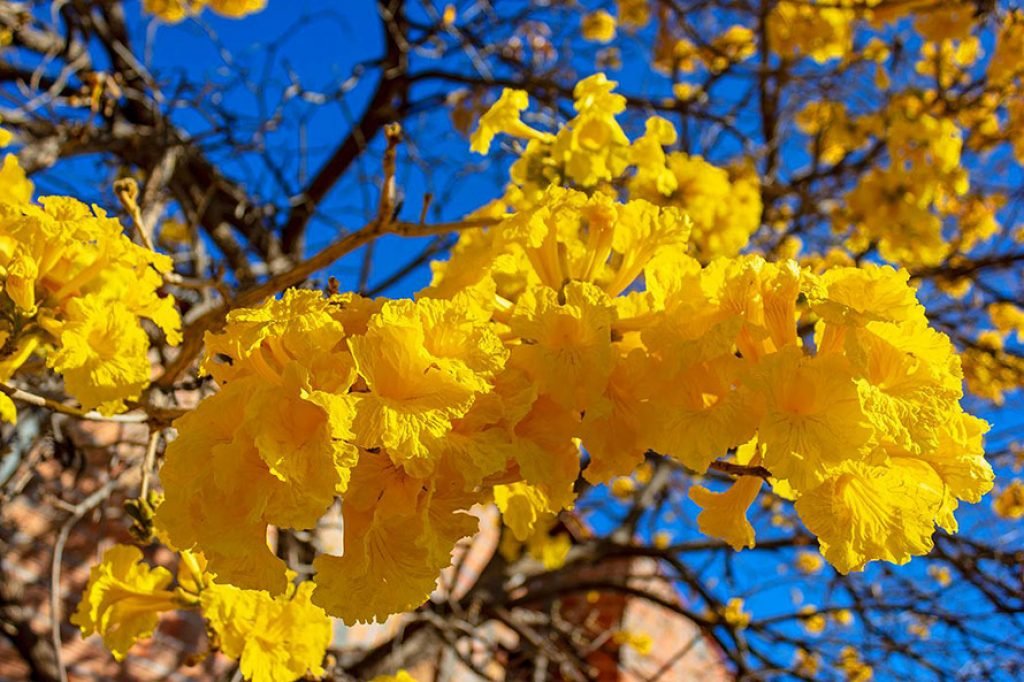 Flor do ipê amarelo